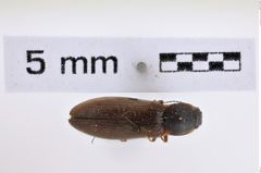 Foto (Dorsalansicht) von Liotrichus  falsificus  (NHMW-ZOO-COL-0008000)